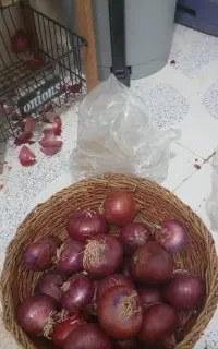سیب زمینی برای بذر
