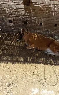 گاو آبست