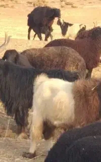 چوپان