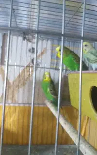 مرغ عشق دوتا ماده یکی نر