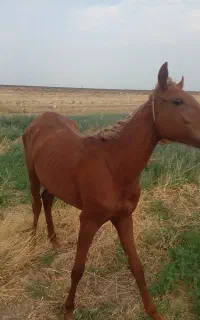 دوتااسب مادیان