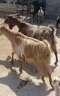 بز نژدی