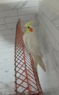 هلندی عروس
