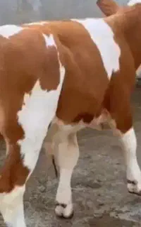 آماده پروار جهت خرید