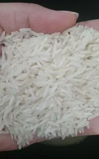برنج فجر ۱۲۰ روزه