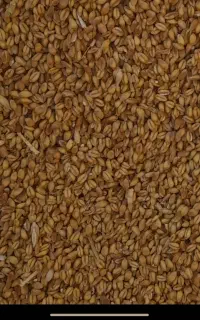 گندم بزری تمیز