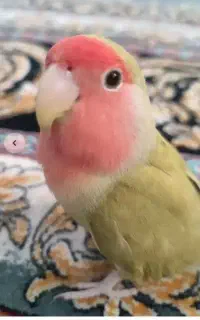 طوطی برزیلی تیر ماه محدوده رجایی ۲۶ گم شده