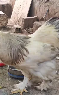خروس برهما لایت