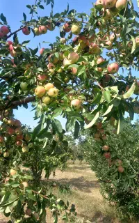سیب گلاب