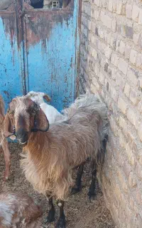 بز خشک