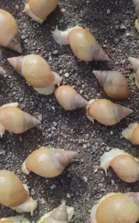 حلزون