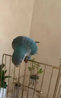 گمشده یک عدد طوطی راهب
