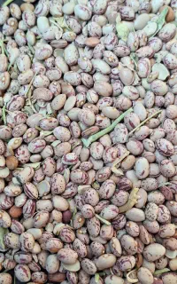 لوبیا