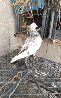 کبوتر سرور