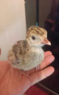 جوجه بوقلمون