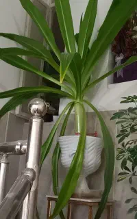 گل سوسن بزرگ زیبا