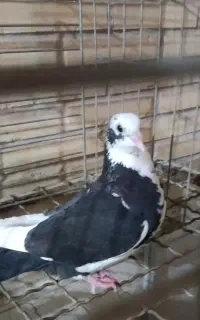 قره ماده