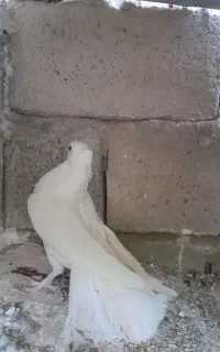 کفتر سفید نر