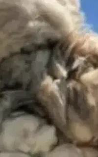 پشم گوسفند