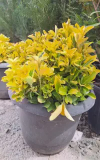 نهال و بوته شمشاد طلایی