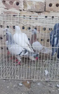 کفتر