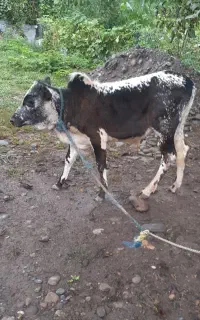 ورزا کوله چالوسی گوساله نر   گاونر