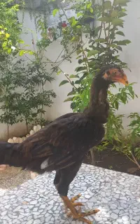 مرغ لاری اصل  نژاد افغان
