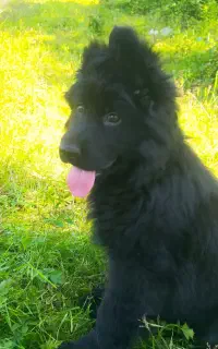 سگ ژرمن بلک اختصاصی