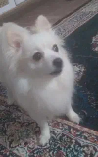 سگ گمشده