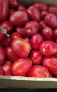 گوجه.پی اس درجه یک