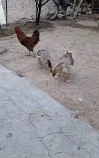 غاز