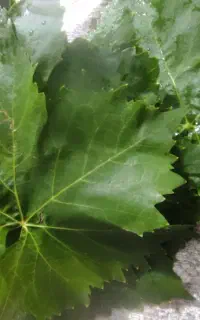 برگ مو تازه