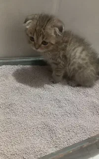 گربه