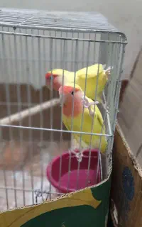 طوطی کوتوله برزیلی مولد درشت