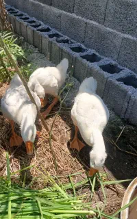 ۳عددقوغاز اصیل ۲ماهه