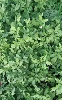 نهال اصلاح شده گوجه فرنگی
