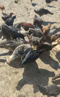 بوقلمون نر و ماده
