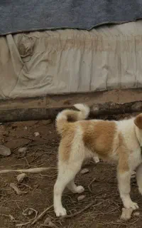 سگ سرابی