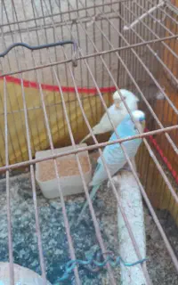مرغ عشق