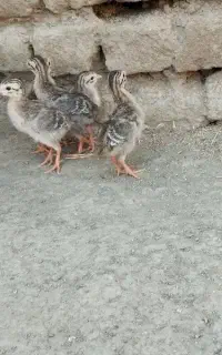 جوجه مرغ شاخدار