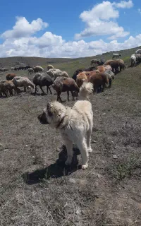 واگذاری سگ
