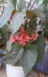 گل  بگونیا افریقایی