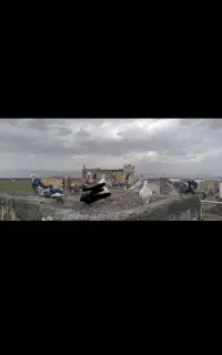 کفتر بوم