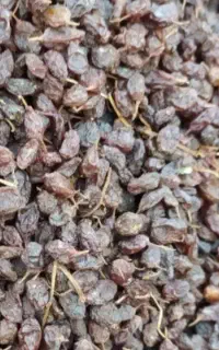 کشمش افتابی ملایر