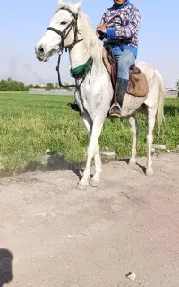 فروش اسب مادیان فقط 80 تومن