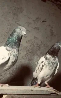 فروشی دو جفت پاکستانی پرشی