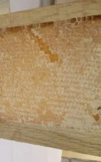 عسل طبیعی