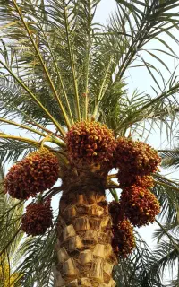 خارک حاج باقری اصل ومحبوبی