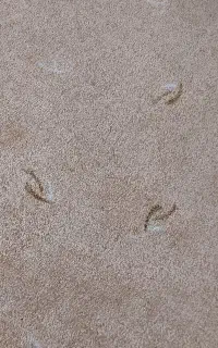 موکت پالاز