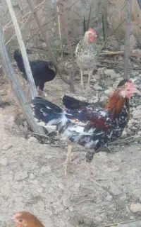 فروش مرغ محلی اصل